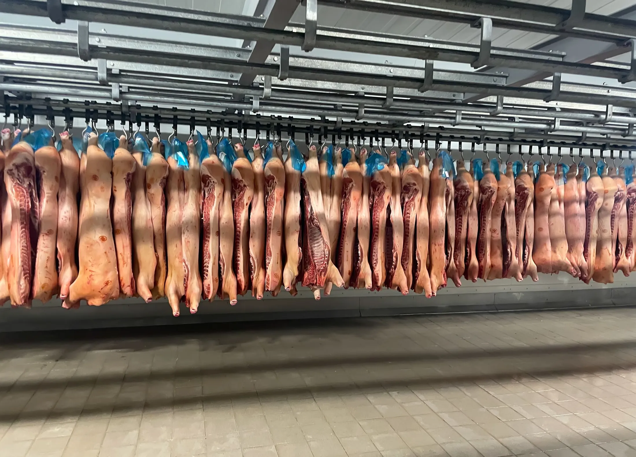 Varkenskarkassen aan de haak in een koelcel